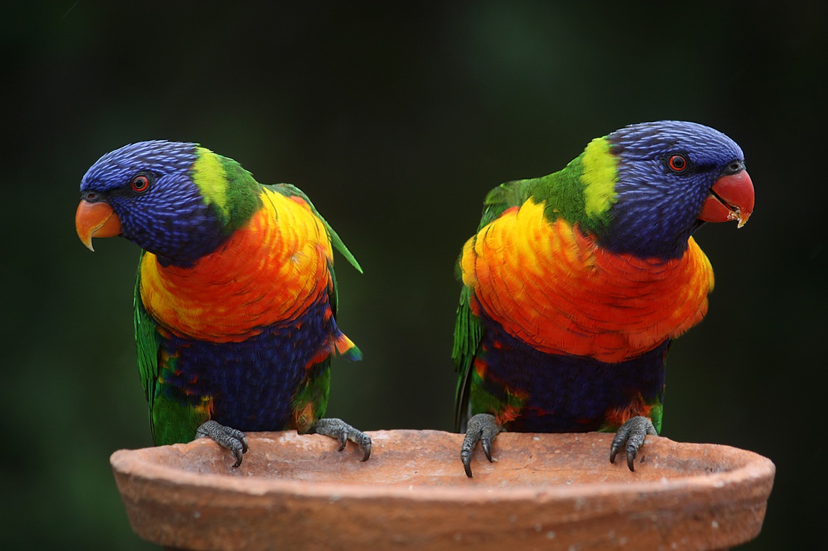 Vogels