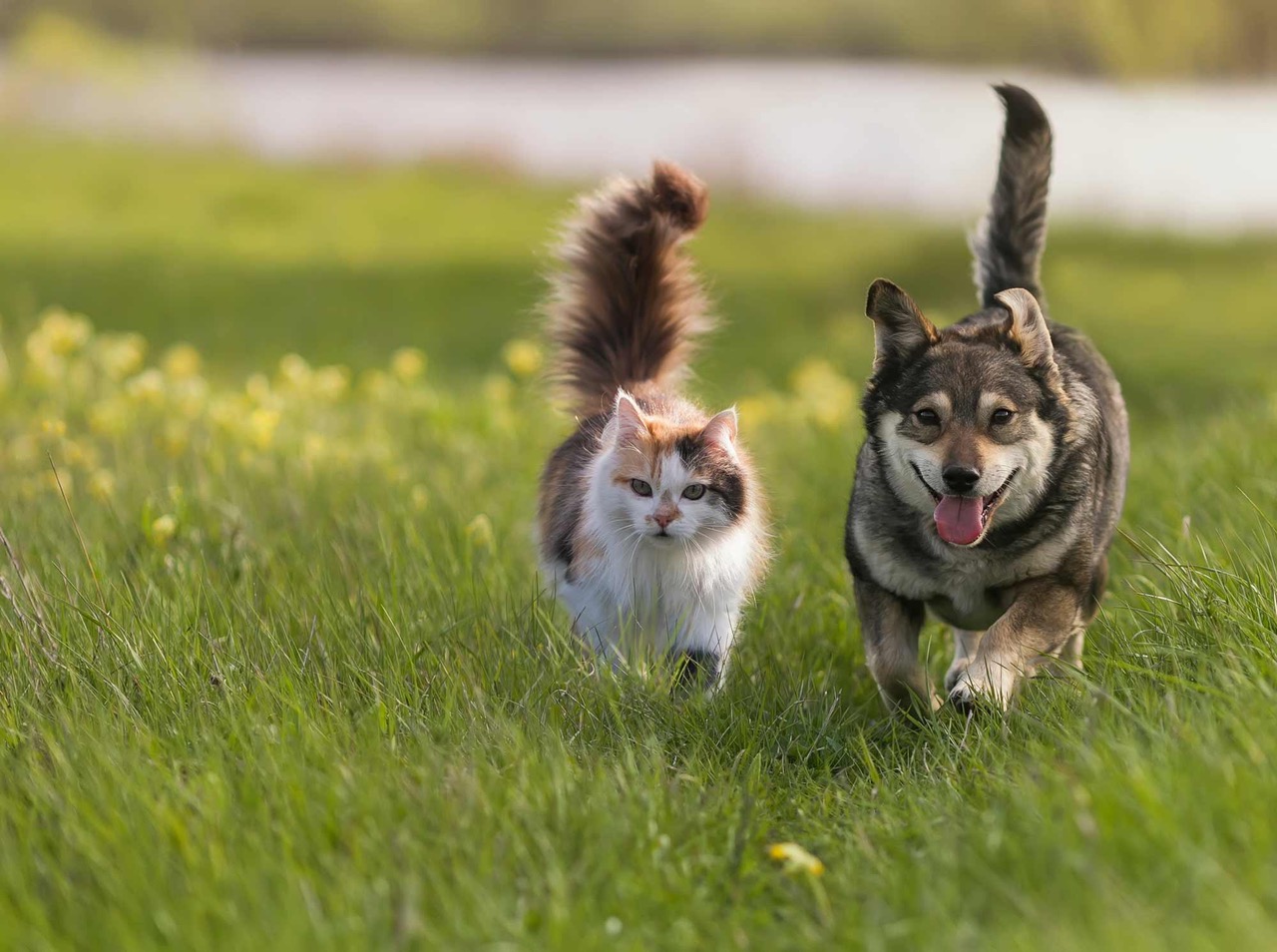 Honden & katten