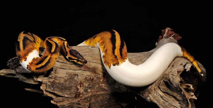 Reptielen